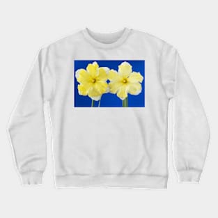 Narcissus  &#39;Cassata&#39;  Daffodil  Division 11a Split-corona: Collar Crewneck Sweatshirt